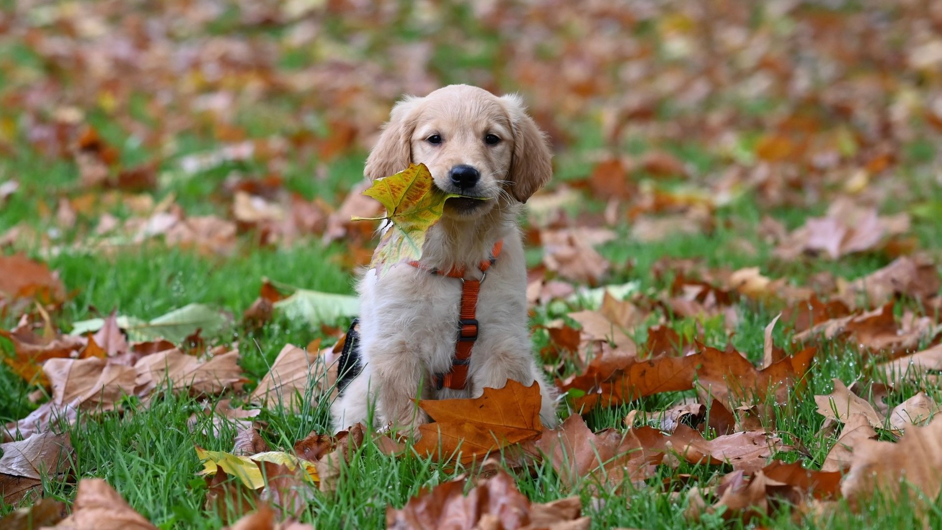 Een jonge hond met een herfstblad in de bek