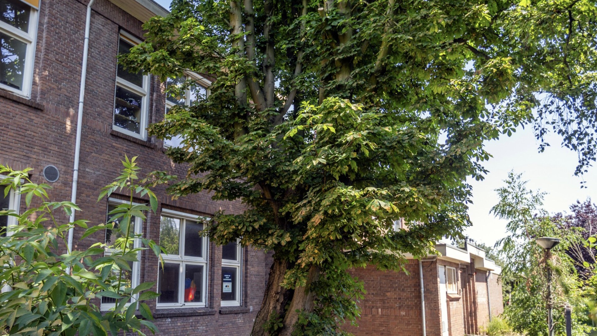 De kastanje op het plein van de voormalige Aleidaschool