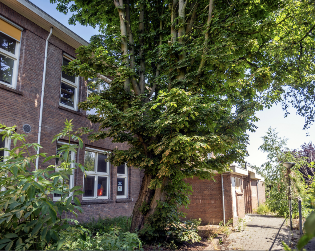 De zestigjarige monumentale kastanje bij de Aleidaschool